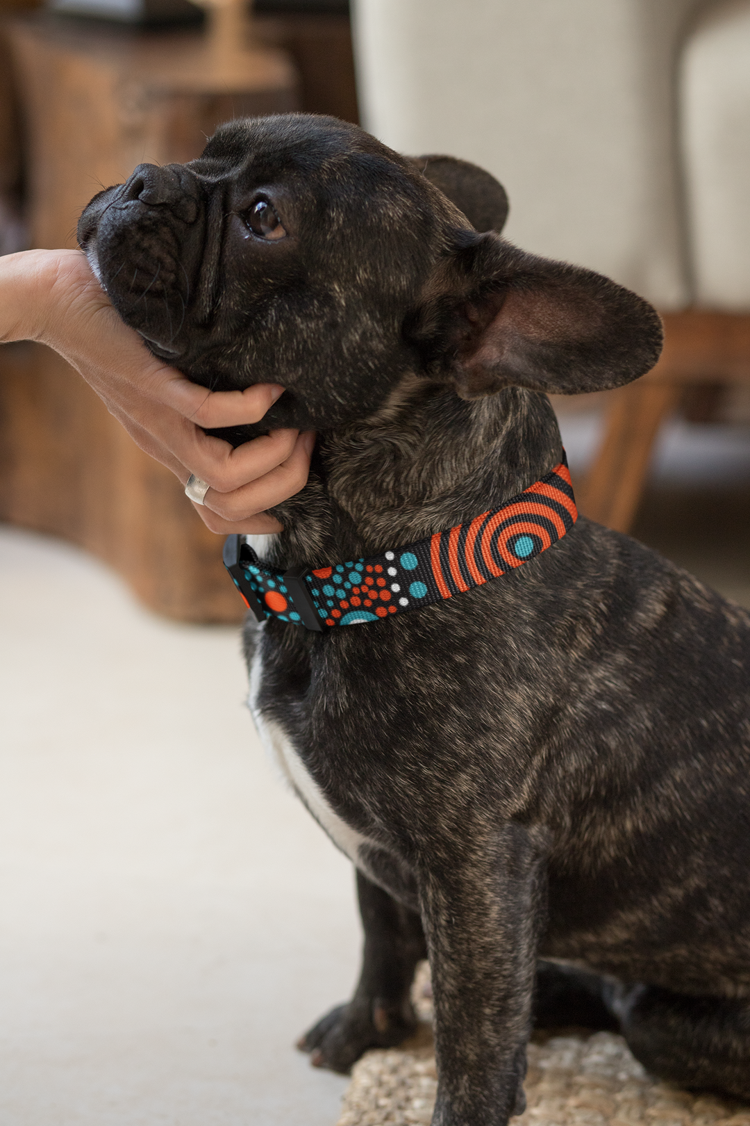 Family Place - Collar, Leash, and Harness Bundle