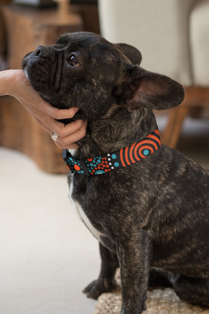Family Place - Collar, Leash, and Harness Bundle