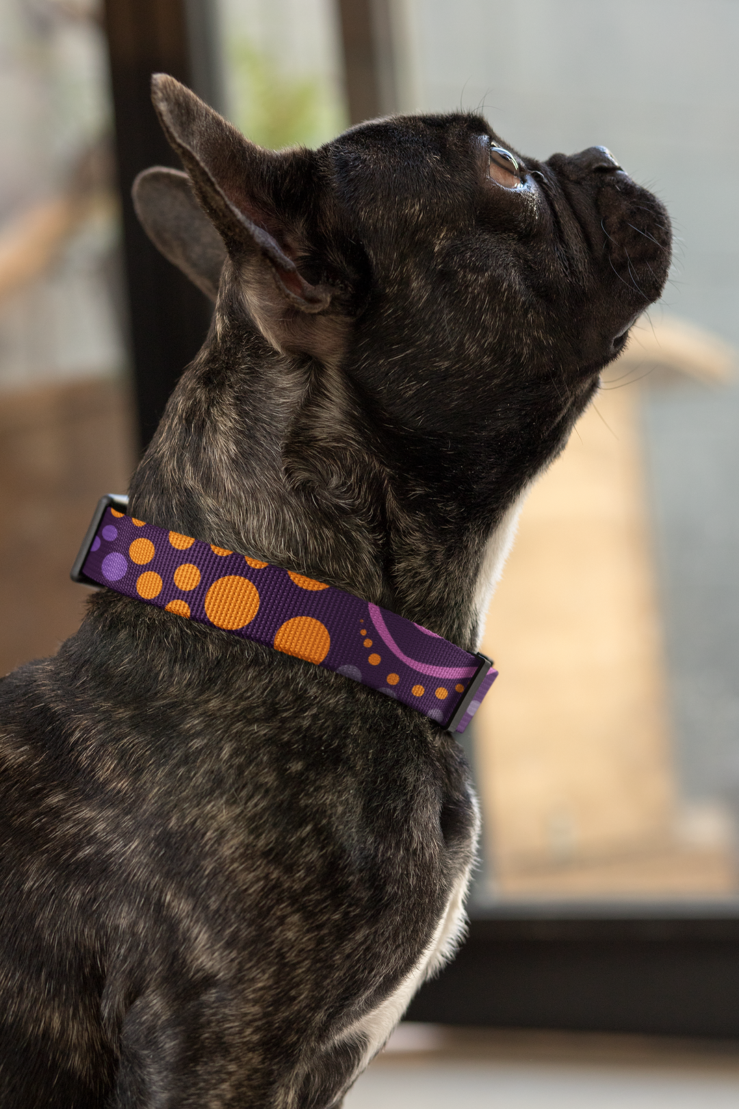 Purple Desert Flower -Collar, Leash, and Harness Bundle