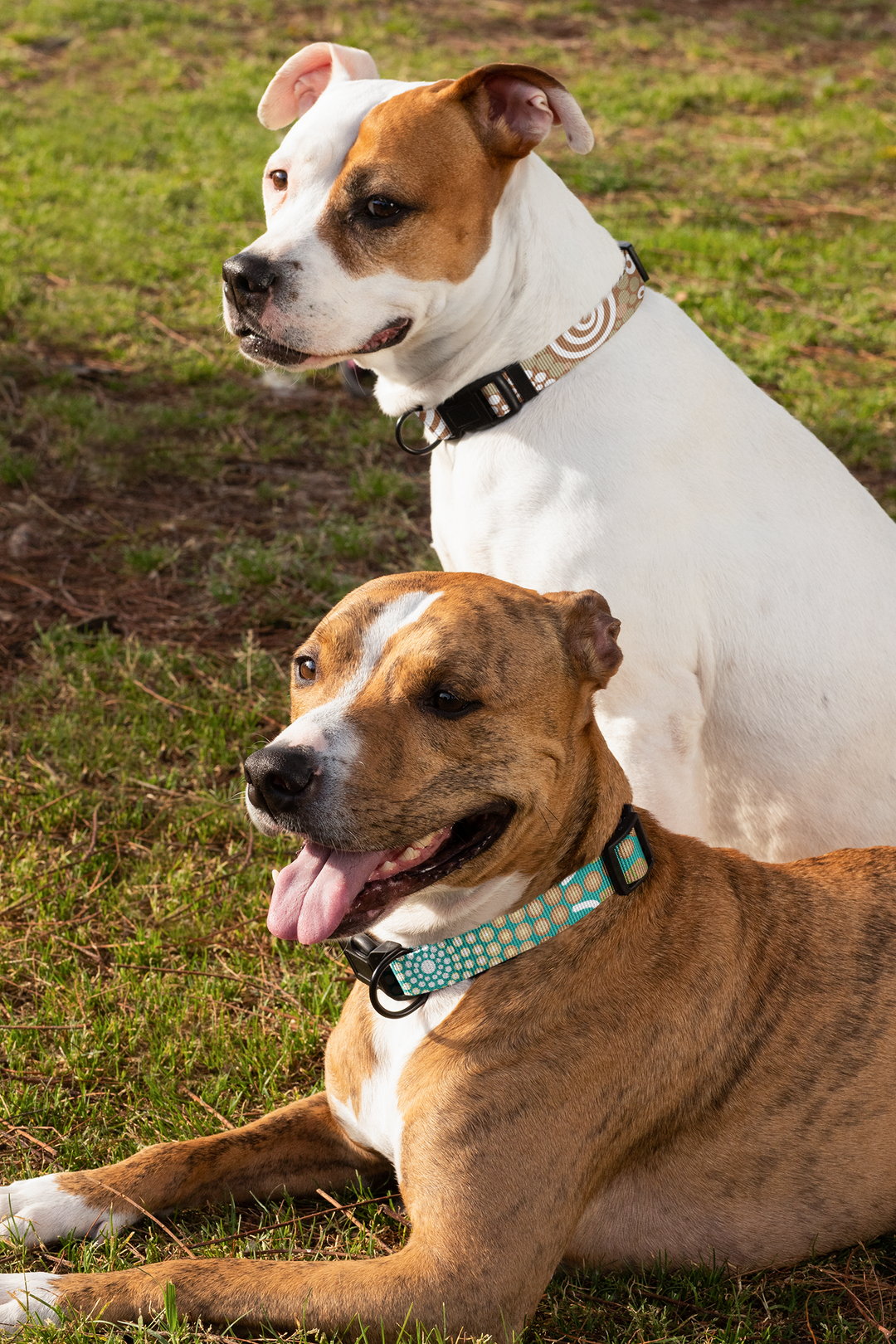 Yuuruu Yulunga - Collar, Leash, and Harness Bundle