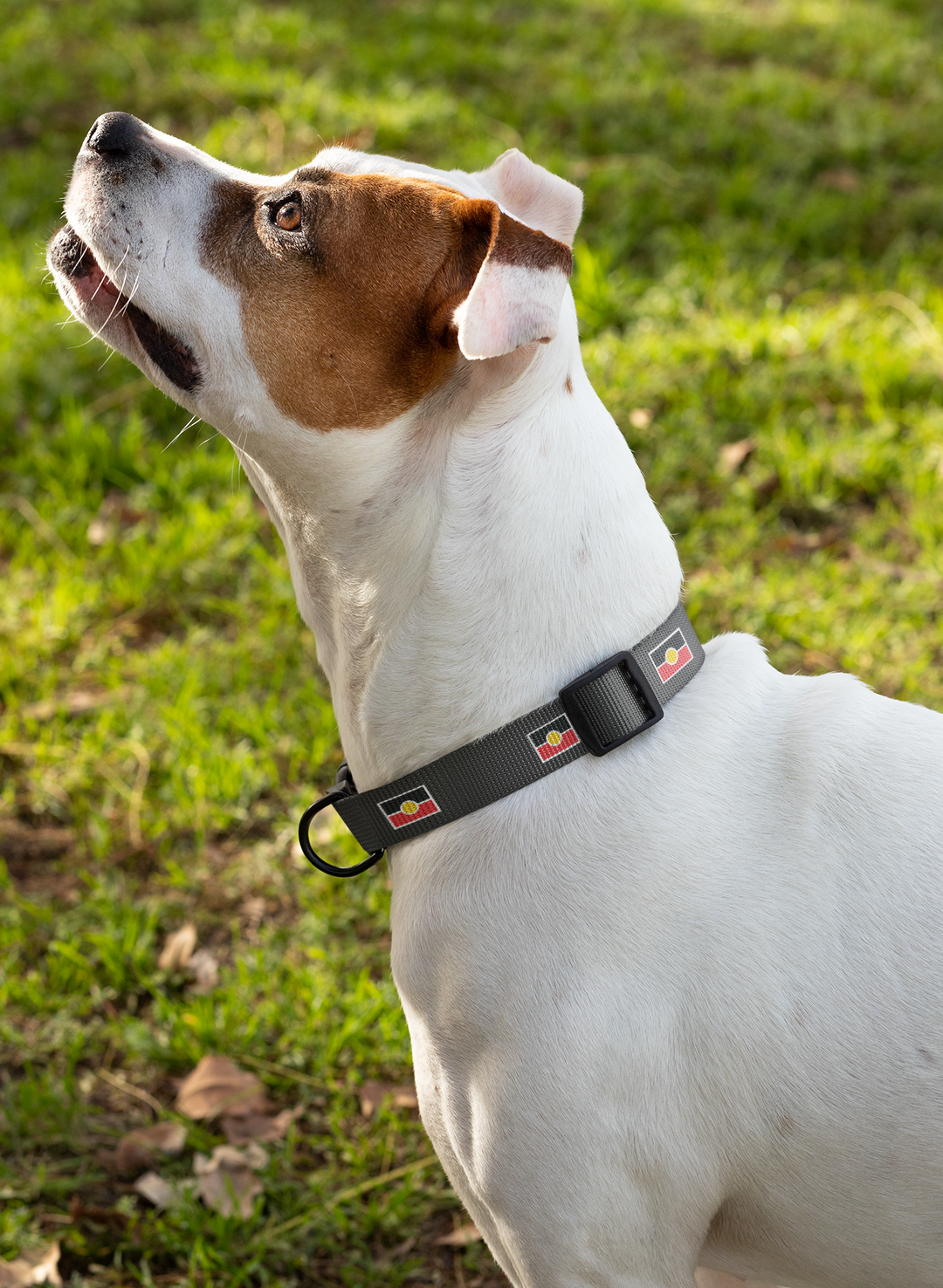 Aboriginal Flag - Collar, Leash, and Harness Bundle