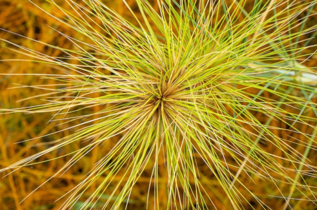 Indigenous & Western Knowledge Combine to Create Medical Gels From Spinifex Grass