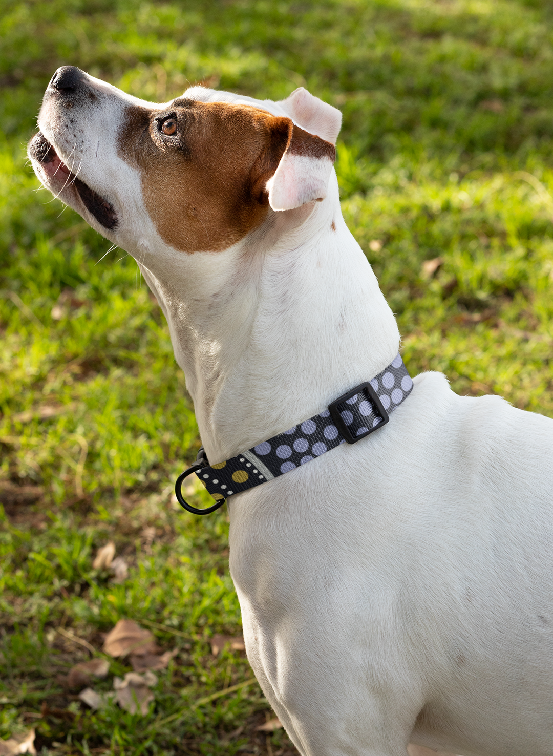 Family Journey - Dog Collar and Leash Set